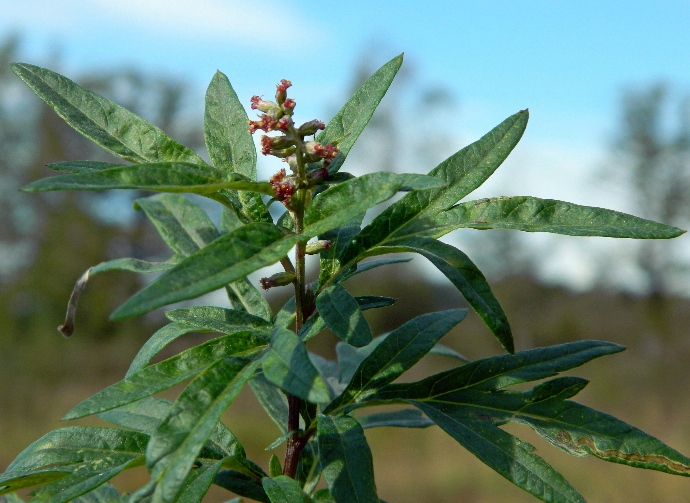 Image of Artemisia vulgaris specimen.