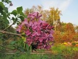 Syringa vulgaris. Верхушка побега с соцветием (повторное цветение). Владивосток, Ботанический сад-институт ДВО РАН. 13 октября 2012 г.