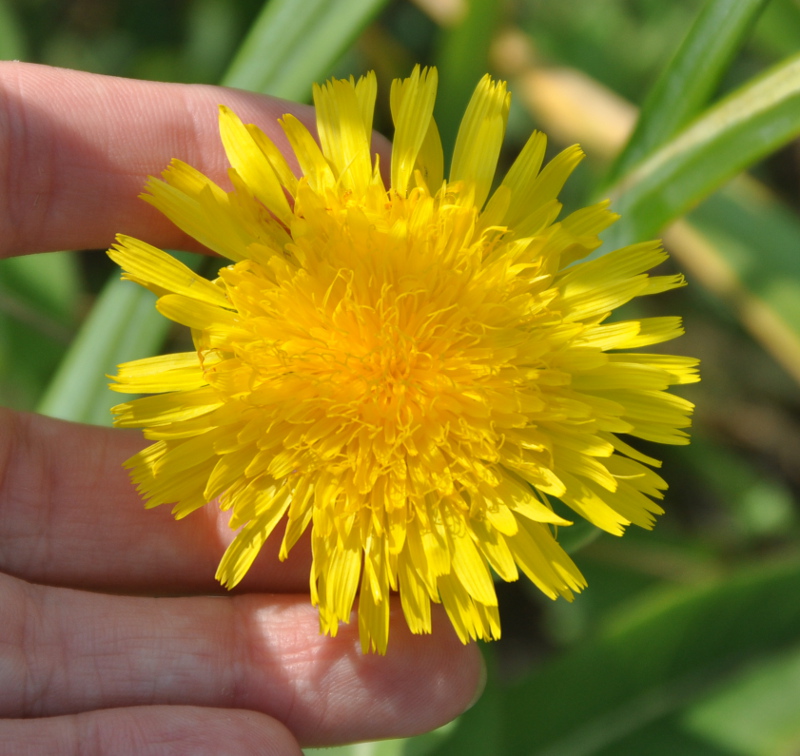 Image of Sonchus arenicola specimen.