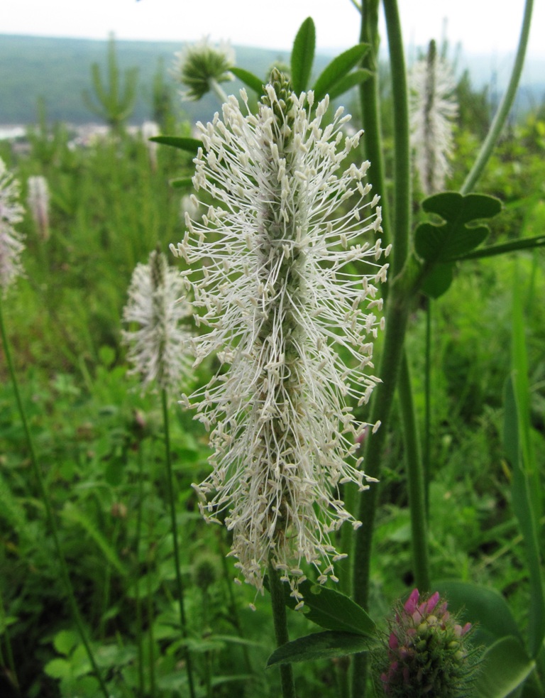 Image of Plantago media specimen.