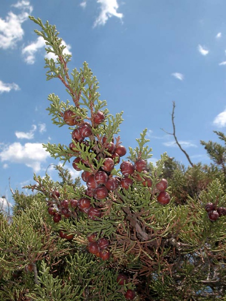 Изображение особи Juniperus phoenicea.