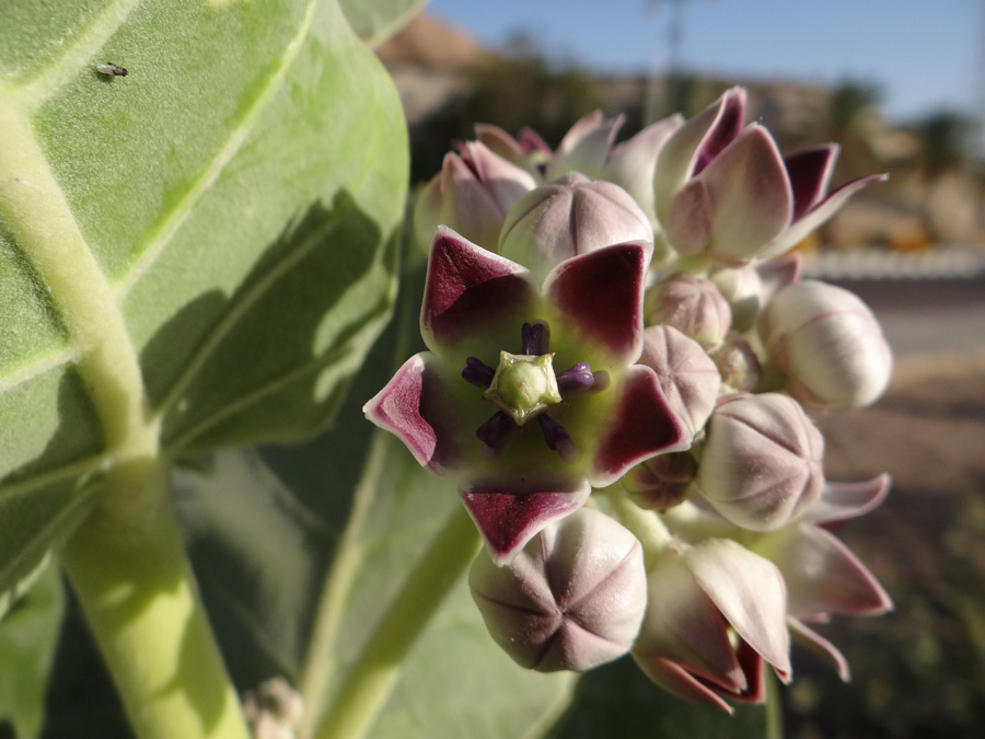 Image of Calotropis procera specimen.