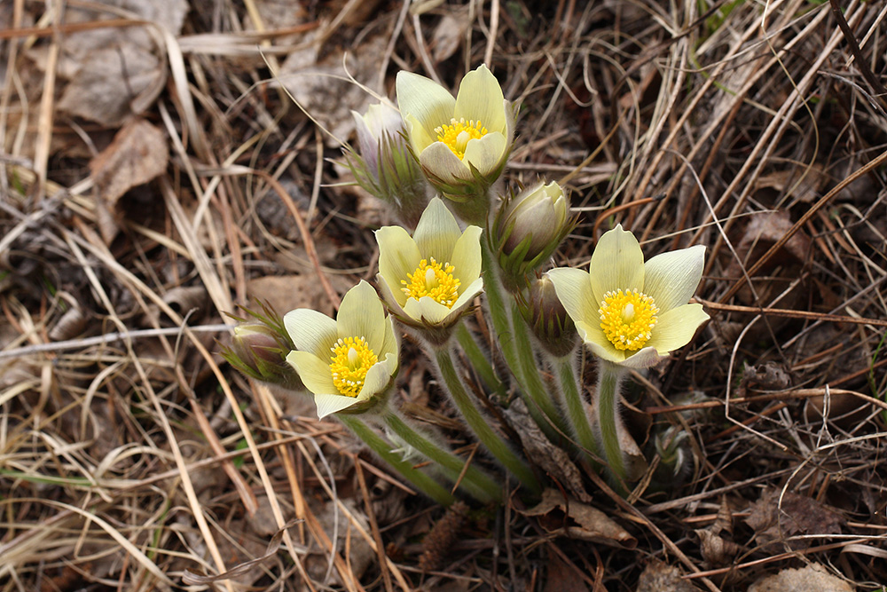 Image of Pulsatilla orientali-sibirica specimen.