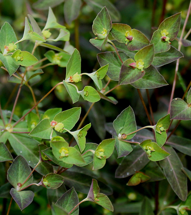 Изображение особи род Euphorbia.