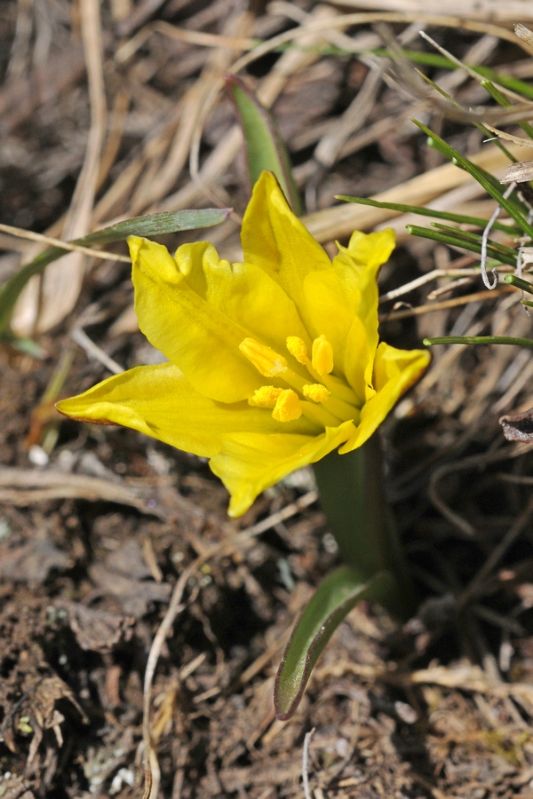 Image of Tulipa heterophylla specimen.