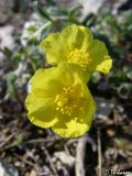 род Helianthemum