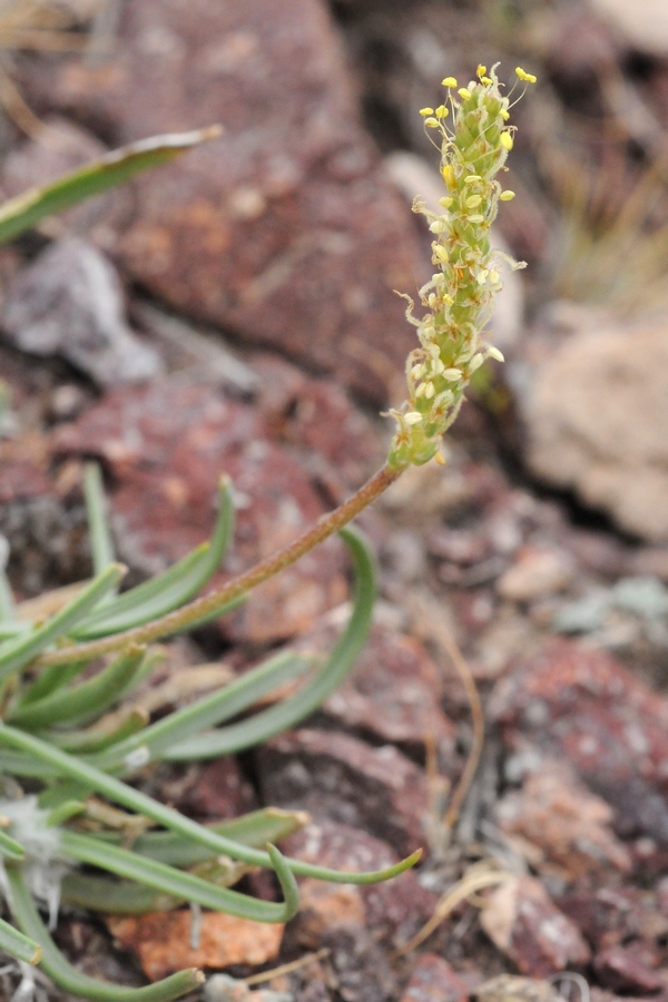 Image of Plantago salsa specimen.