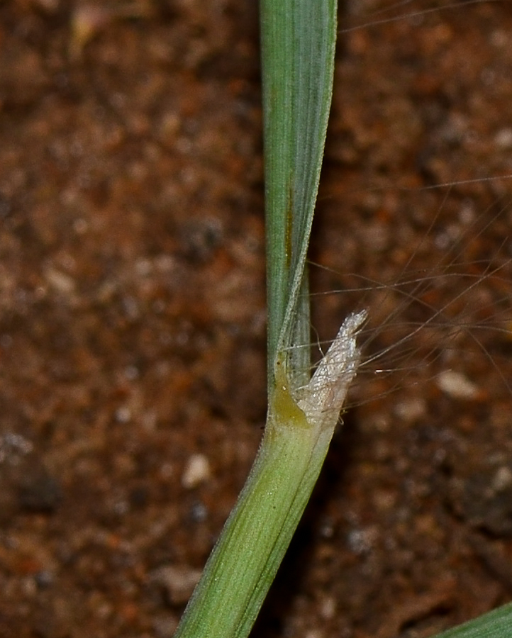 Image of Hyparrhenia hirta specimen.