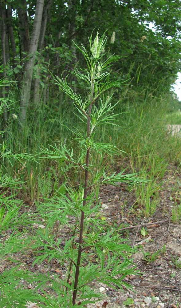 Изображение особи Artemisia vulgaris.