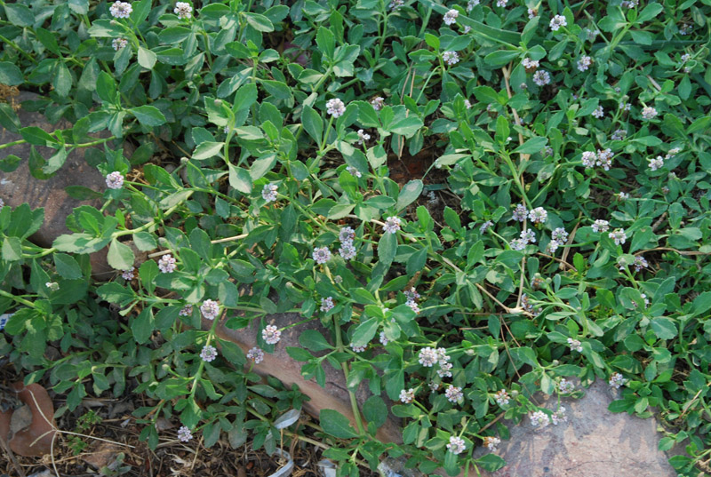 Image of Lippia nodiflora specimen.