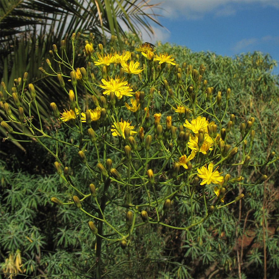 Изображение особи Sonchus leptocephalus.