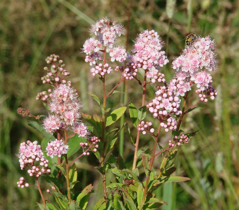 Image of Spiraea salicifolia specimen.