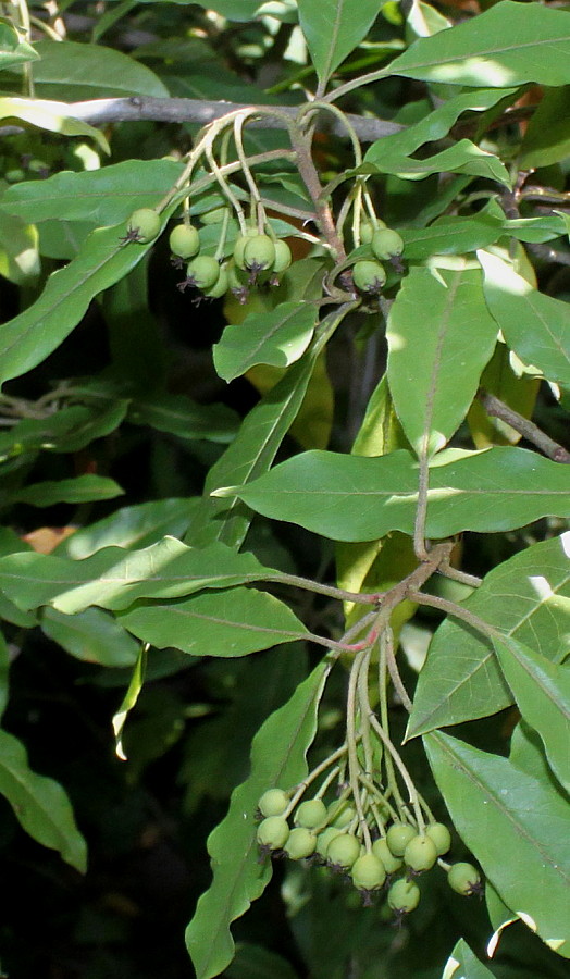 Image of Stranvaesia davidiana specimen.