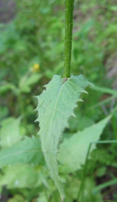 Image of Crepis lyrata specimen.