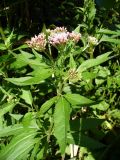 Eupatorium cannabinum. Верхушка цветущего растения. Ярославская обл., берег Плещеева озера близ Синего Камня, у ручья. 5 июля 2013 г.