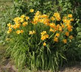 Hemerocallis middendorffii