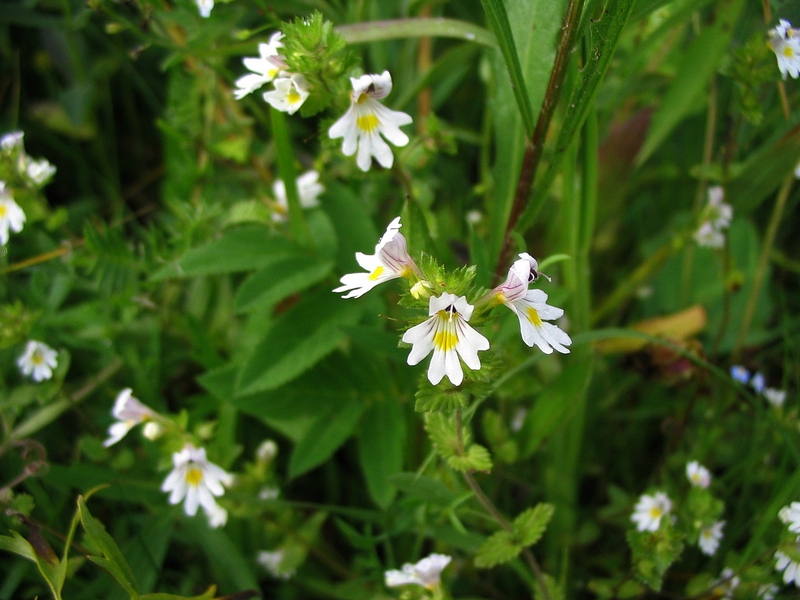 Image of Euphrasia rostkoviana specimen.