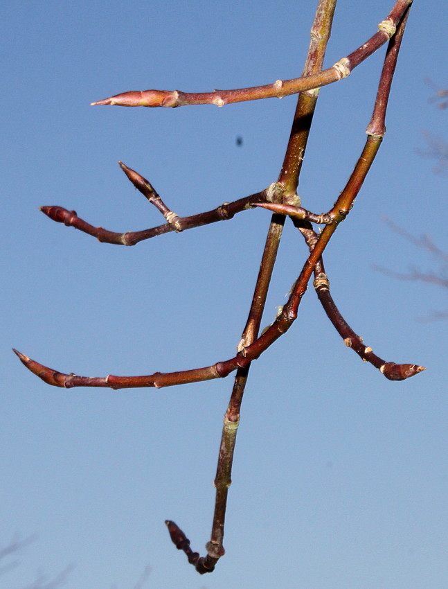 Изображение особи Euonymus sanguineus.