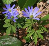 Anemone banketovii