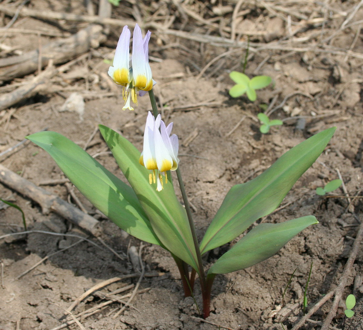 Изображение особи Erythronium sibiricum.