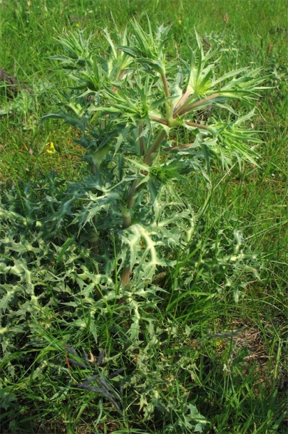 Изображение особи Eryngium campestre.