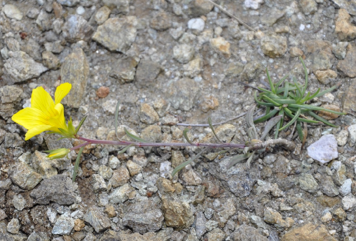 Image of Linum elegans specimen.