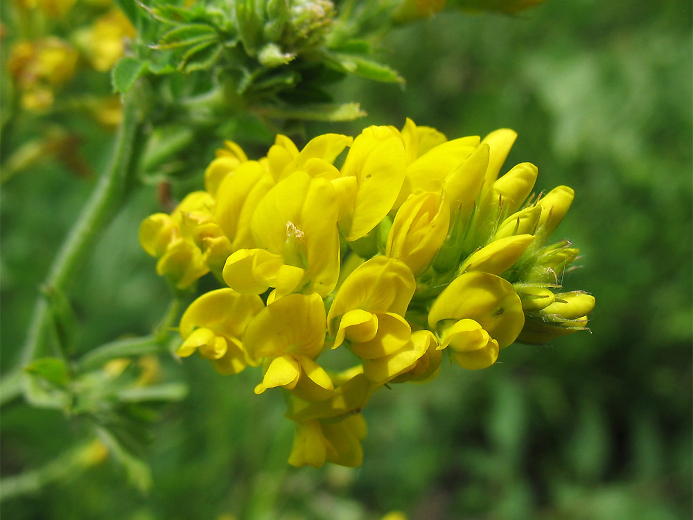 Изображение особи Medicago falcata.