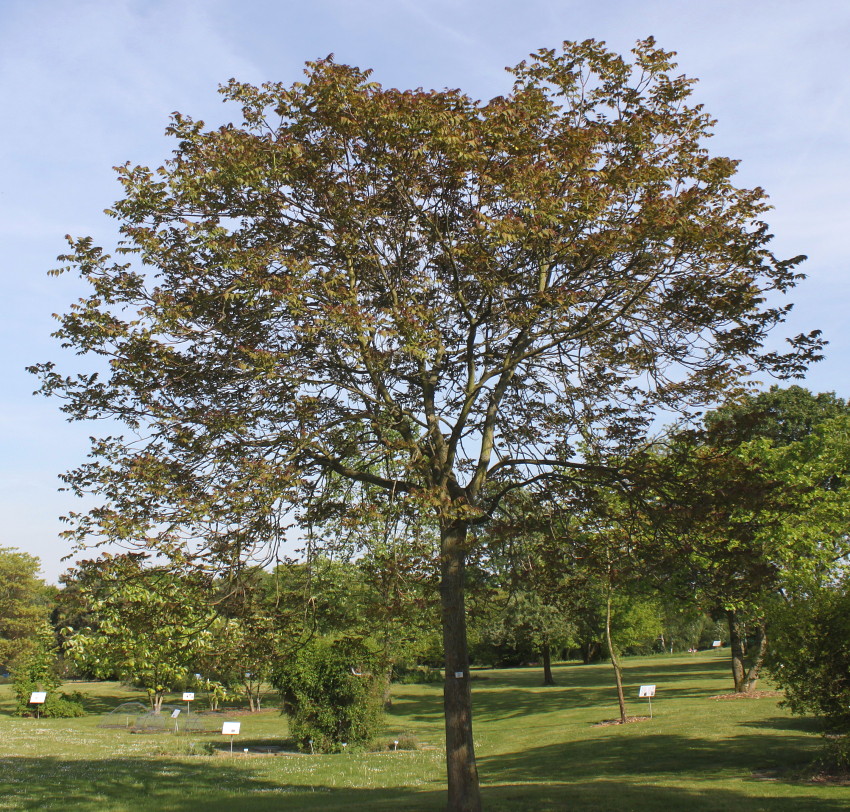 Изображение особи Ailanthus altissima.