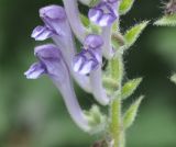 Scutellaria altissima