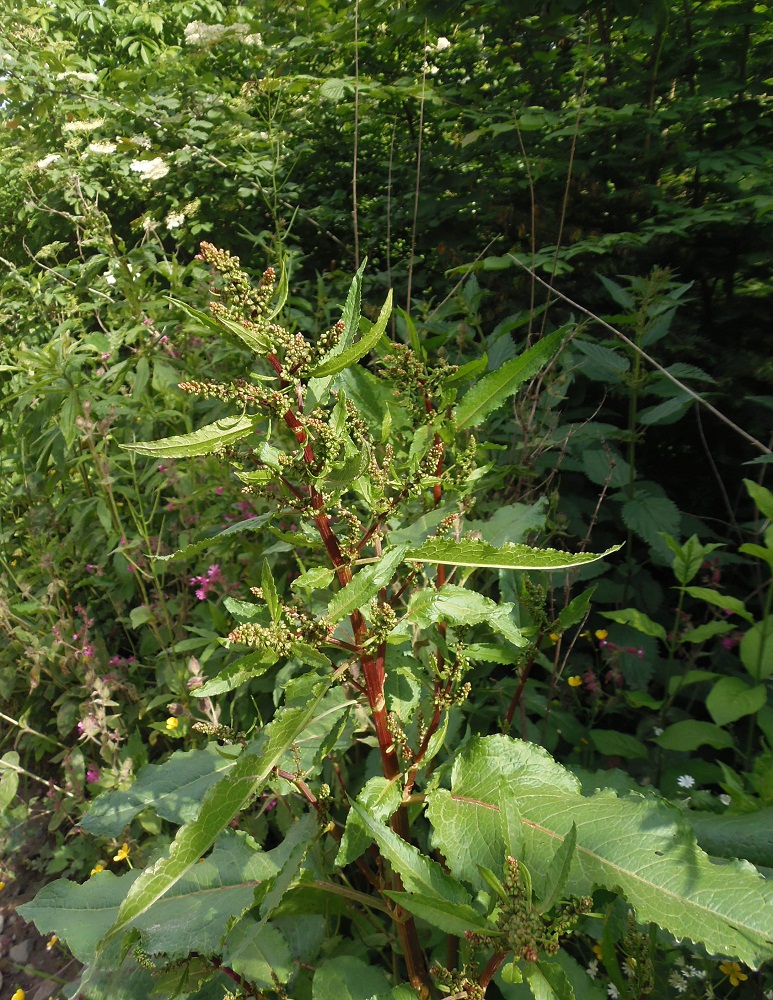 Image of Rumex obtusifolius specimen.