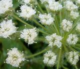 Смотреть изображение Laserpitium hispidum