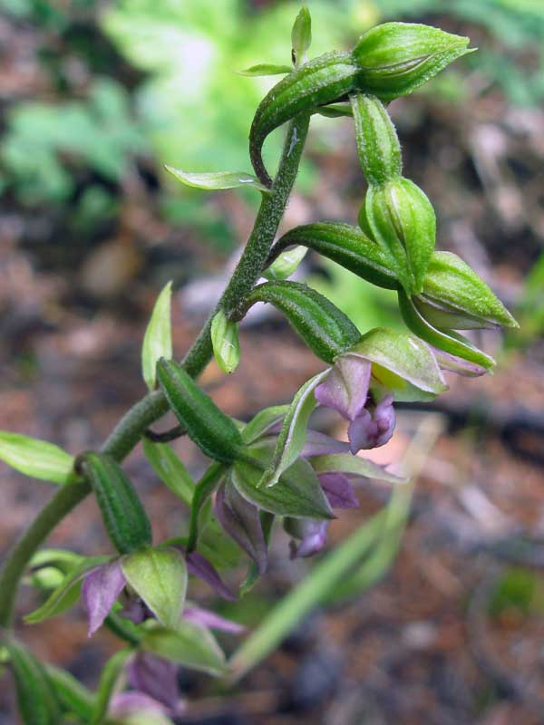 Image of Epipactis helleborine specimen.