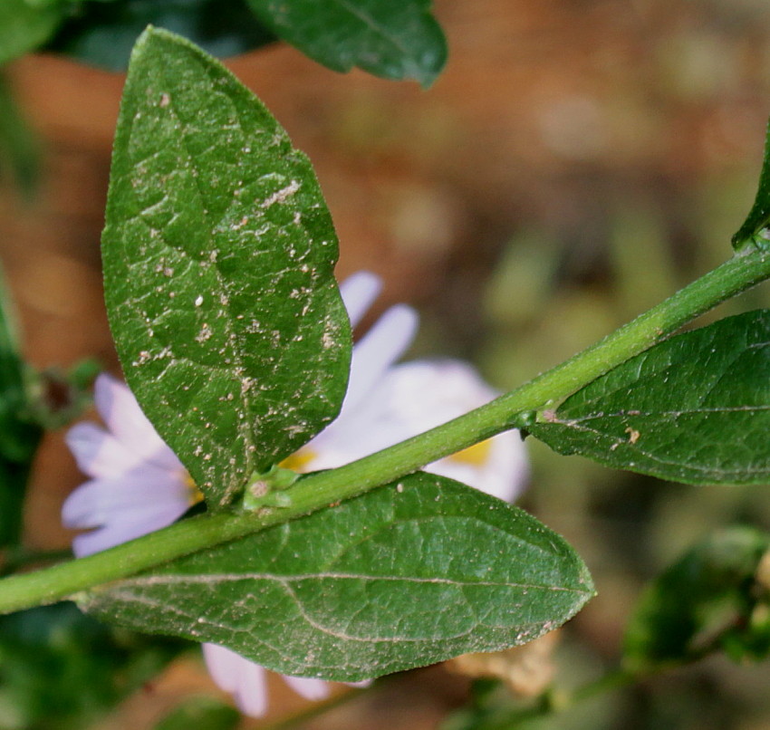 Image of genus Aster specimen.