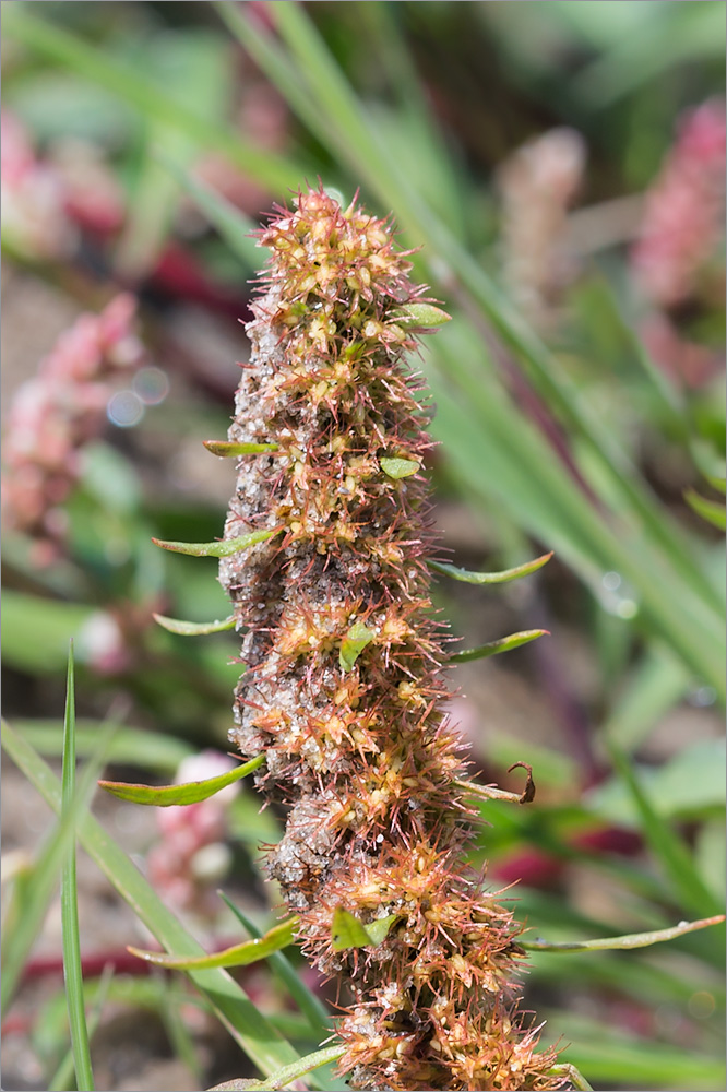 Изображение особи Rumex maritimus.