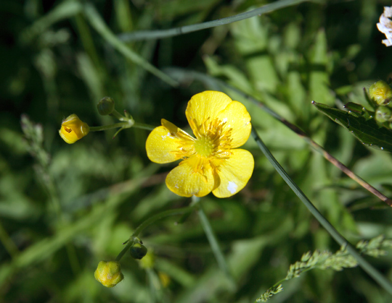 Изображение особи Ranunculus brevirostris.