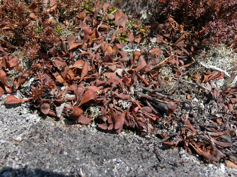 Image of Vaccinium praestans specimen.