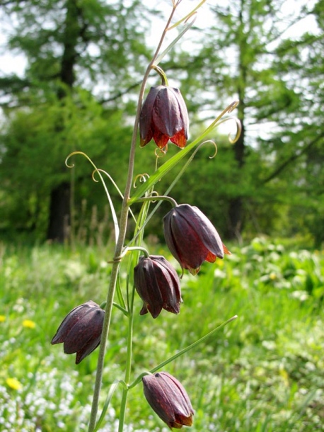 Изображение особи Fritillaria ruthenica.