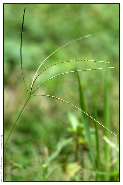 Image of genus Digitaria specimen.