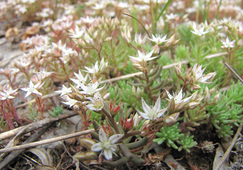 Image of Sedum pallidum specimen.