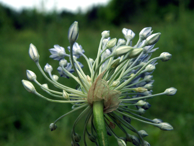 Изображение особи Allium caesium.