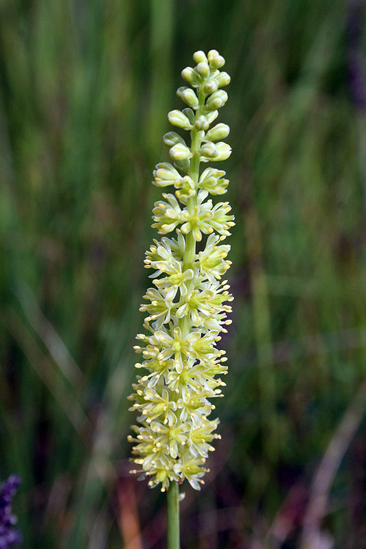 Изображение особи Tofieldia calyculata.