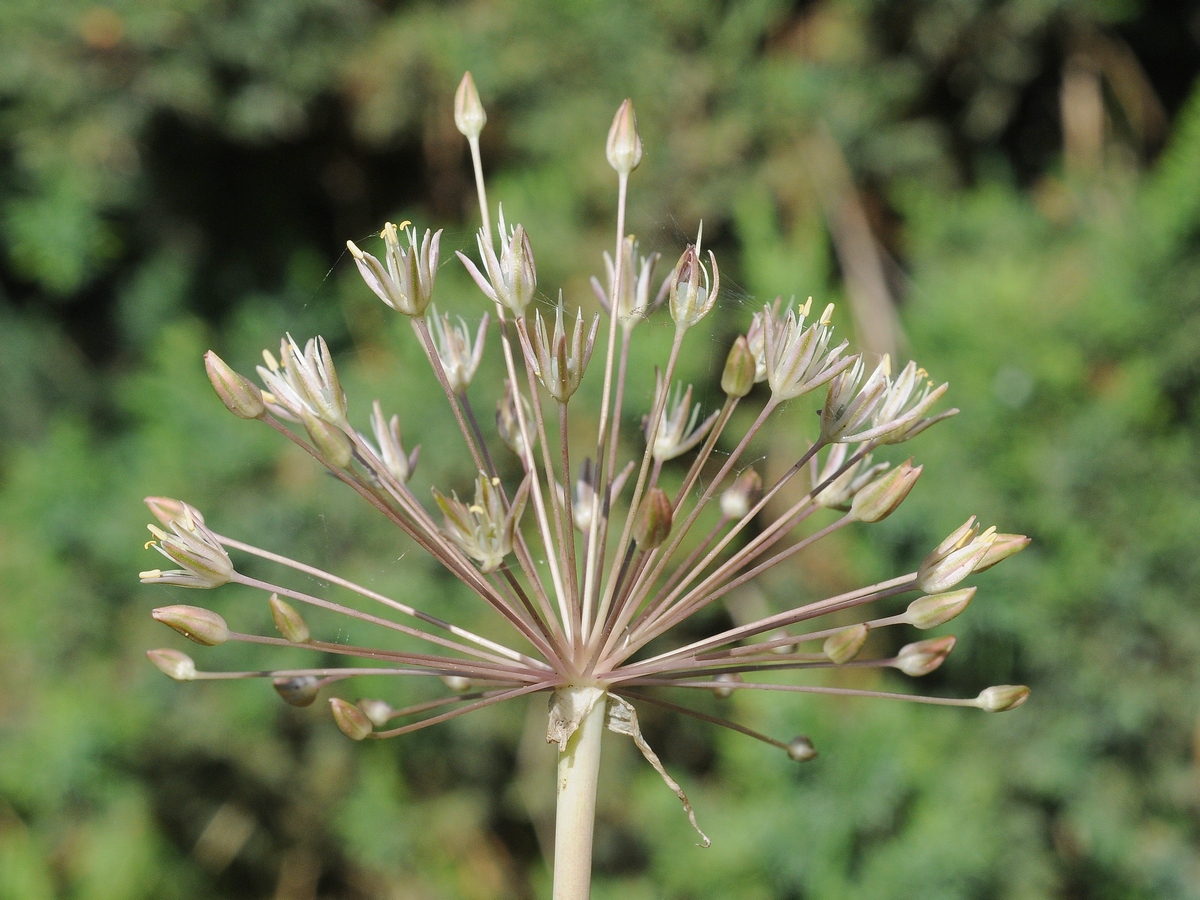 Image of Allium baissunense specimen.