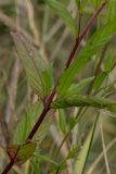 Смотреть изображение Epilobium pseudorubescens