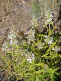 Thymus marschallianus