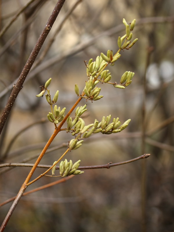 Image of Syringa josikaea specimen.