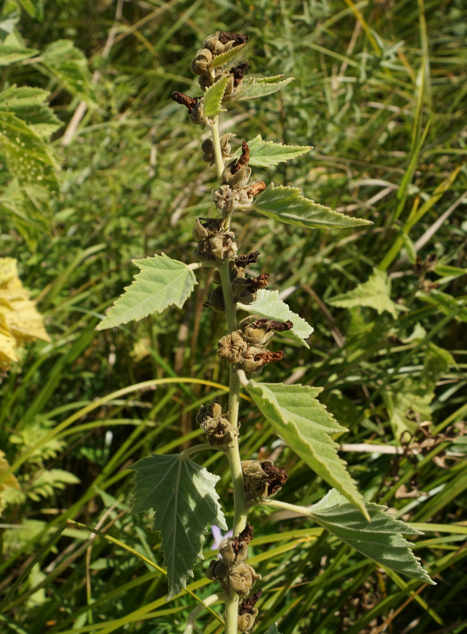 Image of Althaea officinalis specimen.