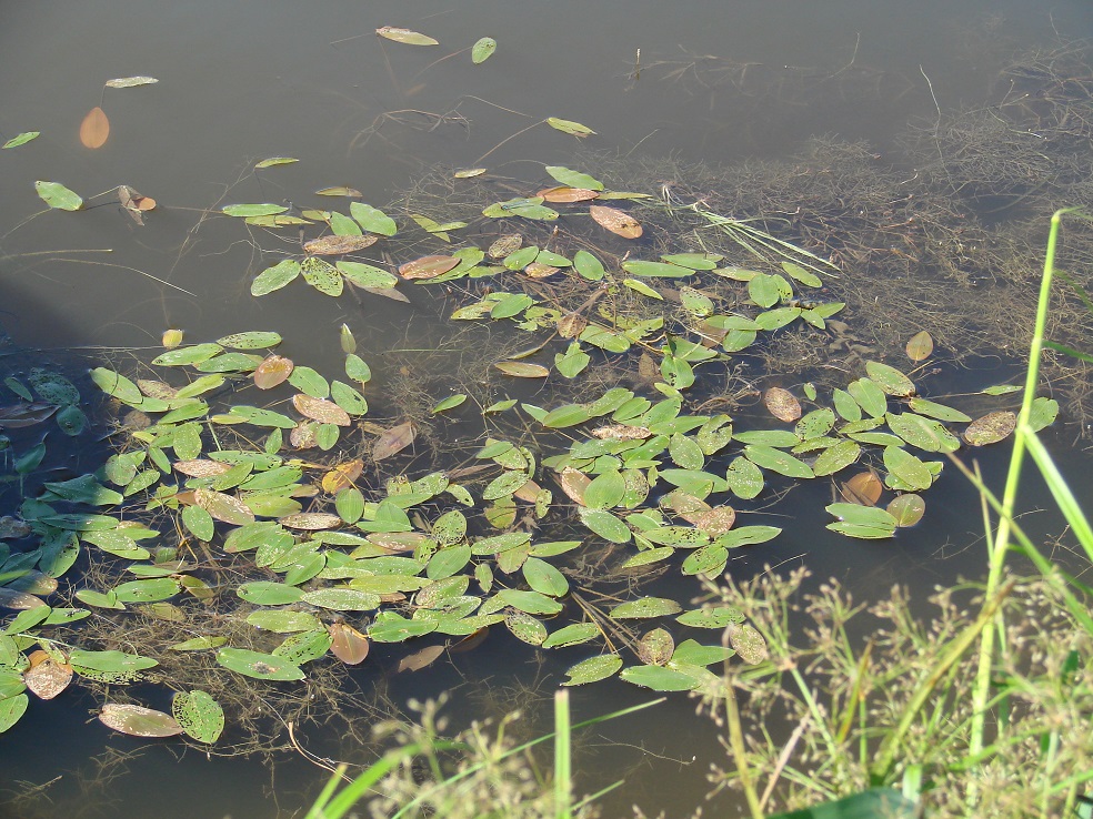 Image of Potamogeton natans specimen.