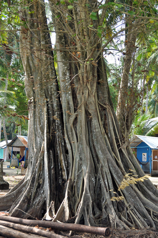 Изображение особи Ficus rumphii.