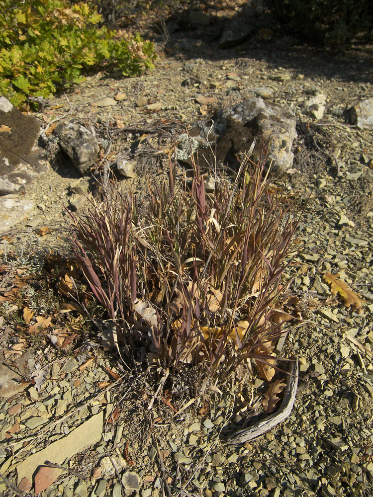 Image of Cleistogenes serotina specimen.