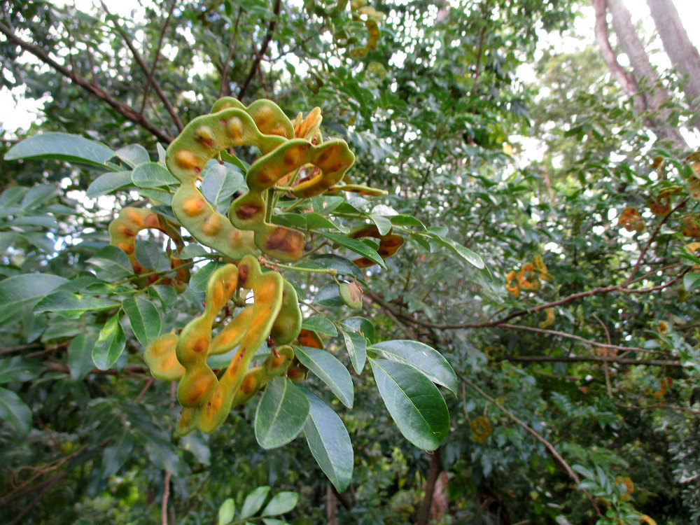 Изображение особи Pararchidendron pruinosum.